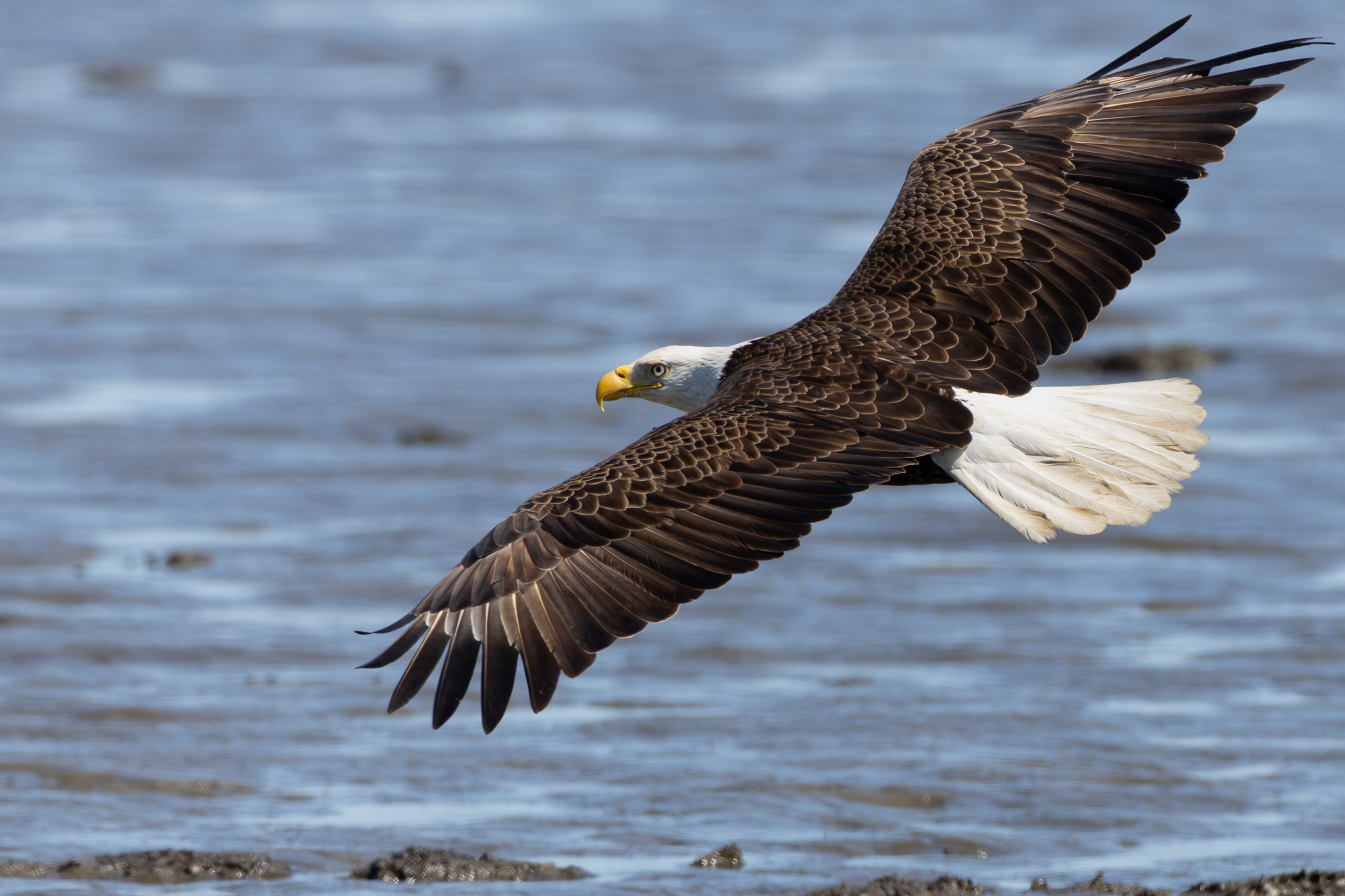 2nd PrizeOpen Color In Class 1 By Gregory Rinker For National Raptor APR-2026.jpg
